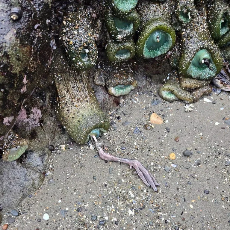 Rainmaker1973's tweet photo. Fun fact.

Anemones will eat anything they can reach… Including sea gulls. https://t.co/ESHeO95T3n