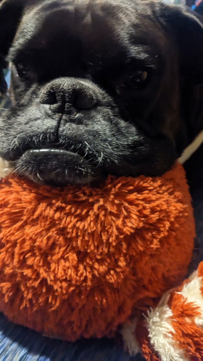 InkWolfJS's tweet photo. Two weeks without you already. it still hurts beyond words. Still breaking down every day, still almost expecting you to come back. I'll always love you, sweet girl 🖤🤍 I'll never forget you 💫 https://t.co/fKgdsUckI8