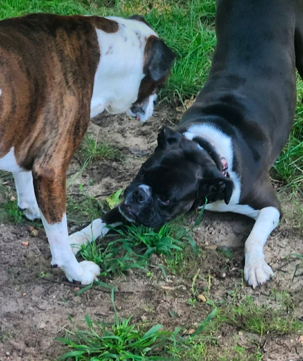 InkWolfJS's tweet photo. Two weeks without you already. it still hurts beyond words. Still breaking down every day, still almost expecting you to come back. I'll always love you, sweet girl 🖤🤍 I'll never forget you 💫 https://t.co/fKgdsUckI8