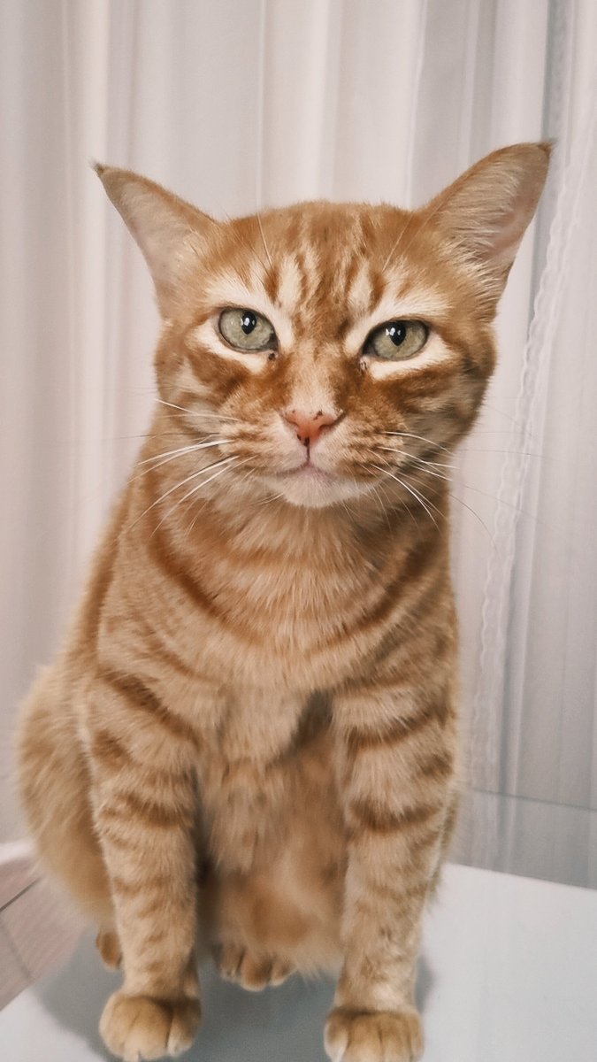 zh89181's tweet photo. うちの茶トラだよ〜🐱
#世界猫の日 https://t.co/BxoJEoDS9c