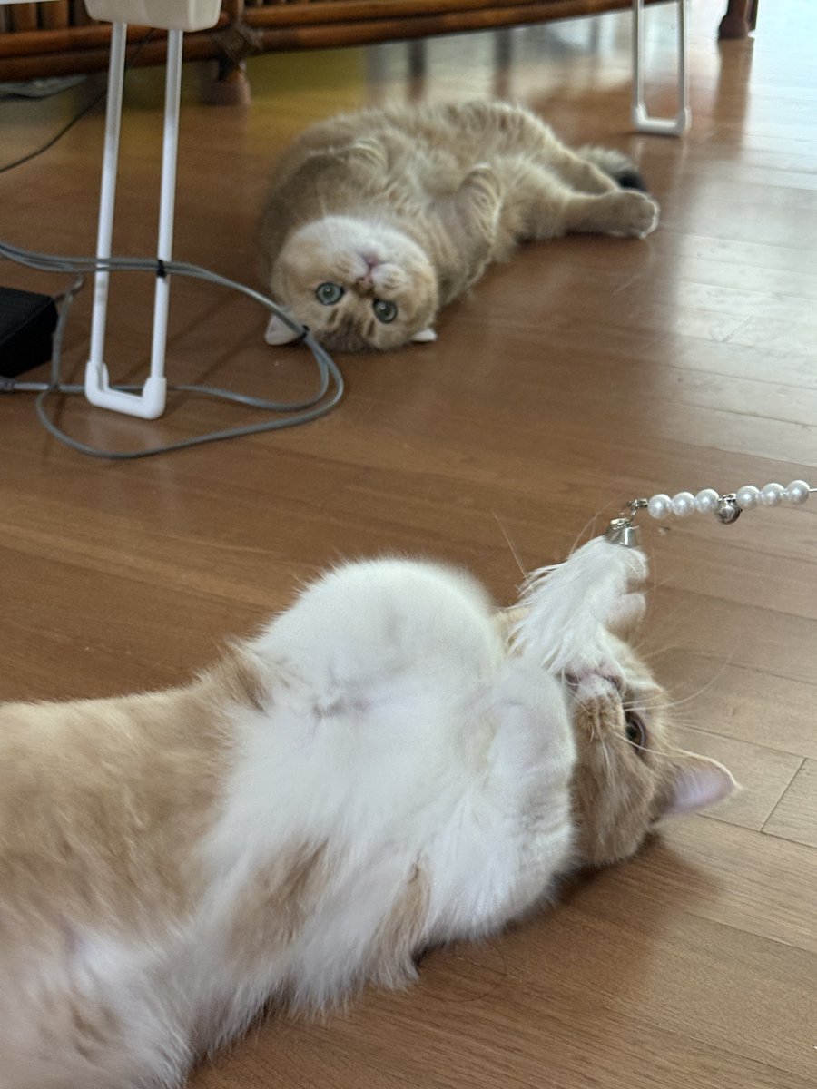 uuhatyu's tweet photo. 친구집가서고양이보고훠궈먹고카페두탕 https://t.co/K7z4pB2TRN
