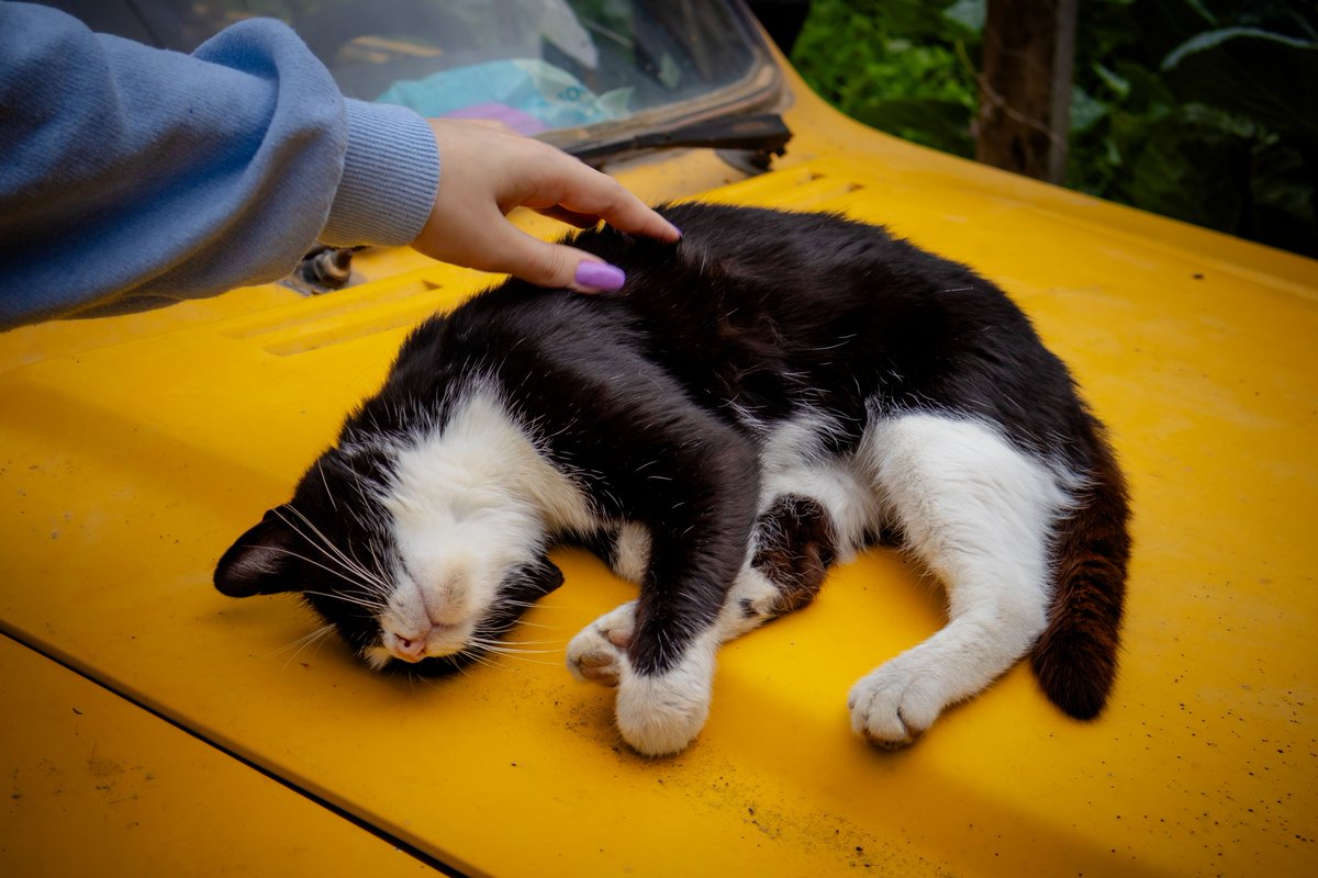 UserU91038's tweet photo. @binance No meetings. No stress. Just vibes while I supervise the @binance empire. 😼🚗🐾
The boss is taking a break. meow. 🐱 https://t.co/DuKWe6JaJl