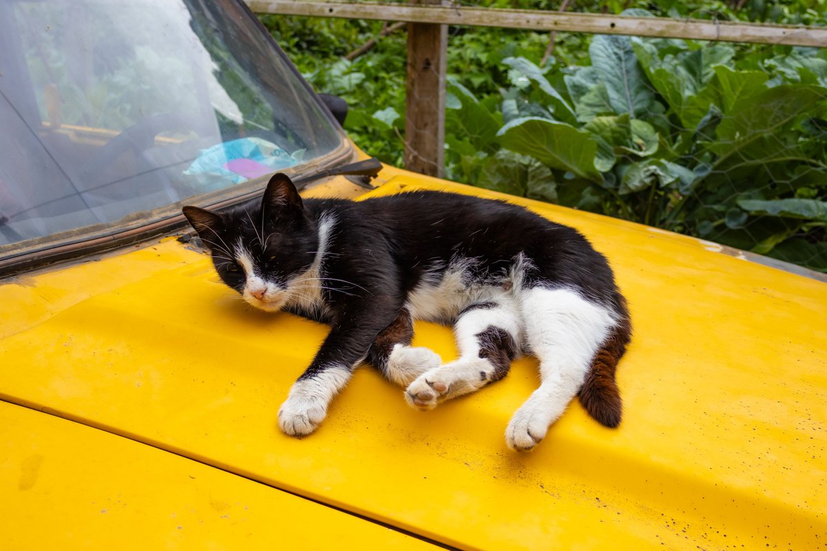 UserU91038's tweet photo. @binance No meetings. No stress. Just vibes while I supervise the @binance empire. 😼🚗🐾
The boss is taking a break. meow. 🐱 https://t.co/DuKWe6JaJl