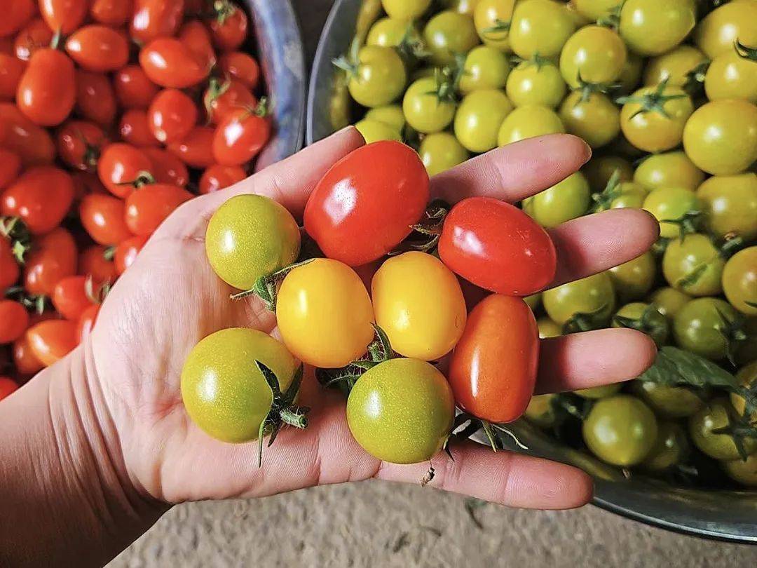 KatherineEqt8n's tweet photo. Just tried the new organic cherry tomatoes from the local farm! Super sweet, juicy, and bursting with natural flavor—zero weird aftertaste. Perfect for salads or snacking straight. https://t.co/cLFJBQPDbU
