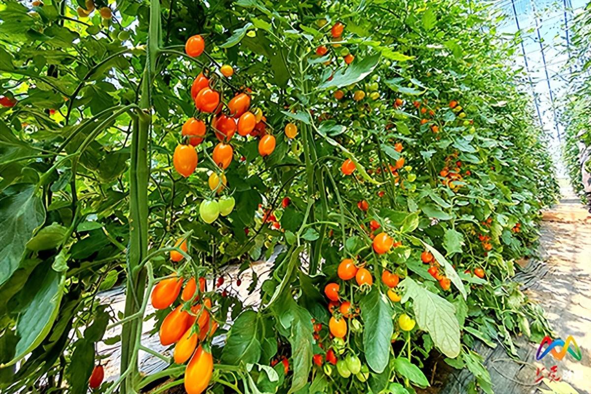 GaneshJajora's tweet photo. [Just tried the new organic cherry tomatoes from the local market—burst with sweet juice, no bland aftertaste! Perfect for salad or snack, 10/10 would repurchase!] https://t.co/Fd5T3qgl1N