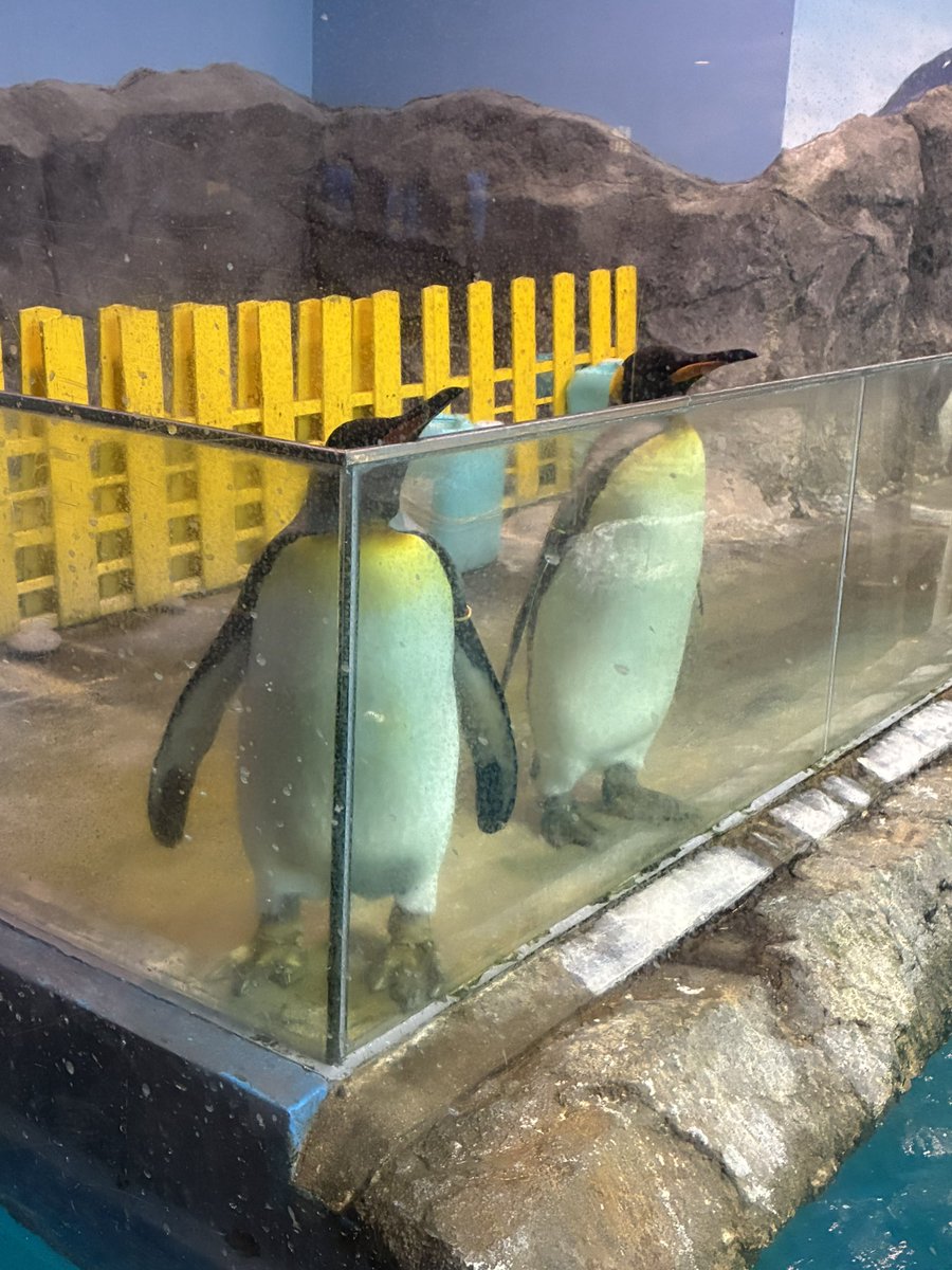松尾桜ちゃんがずっと行きたいと言ってた、 ペンギン水族館へ