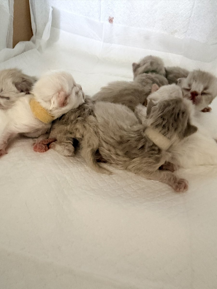 BASTET20230604's tweet photo. 生まれたてほやほや☺️

#catterybastet
#猫 #cat
#ヒマラヤン #Himalayancat https://t.co/M9RsNrXS7Z
