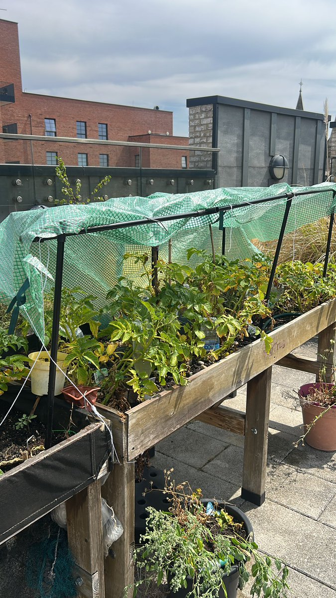 HuntesmithJill's tweet photo. Here are some nice beautiful flowers that we planted today flowers that can take the heat and we’ve got tomatoes, peppers and Irish potatoes growing too in the secret garden Parents And People With Learning Disabilities https://t.co/iJGkCZeeAb