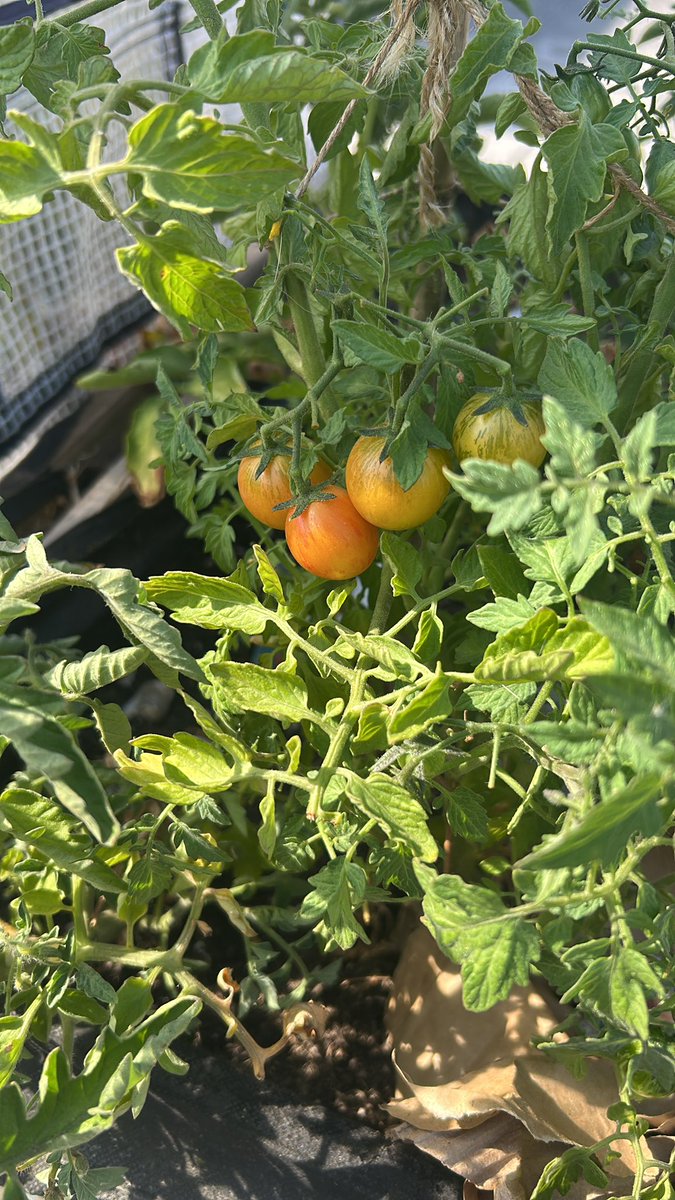 HuntesmithJill's tweet photo. Here are some nice beautiful flowers that we planted today flowers that can take the heat and we’ve got tomatoes, peppers and Irish potatoes growing too in the secret garden Parents And People With Learning Disabilities https://t.co/iJGkCZeeAb