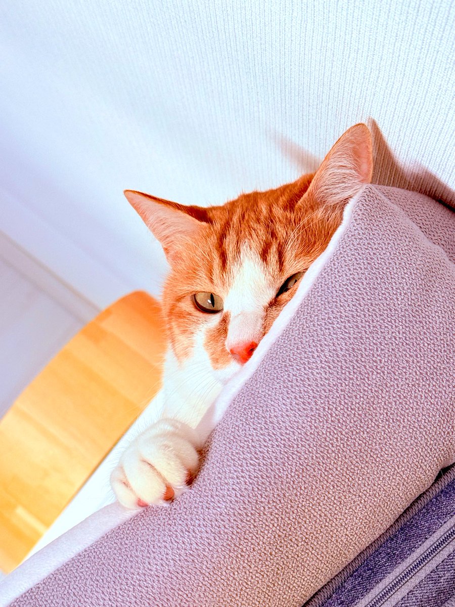 dpism08maya's tweet photo. スヤァ

#世界猫の日 #猫 #元保護猫 #猫がいる生活 #尊の幸せがママの幸せだよ https://t.co/N31qmxd6LF