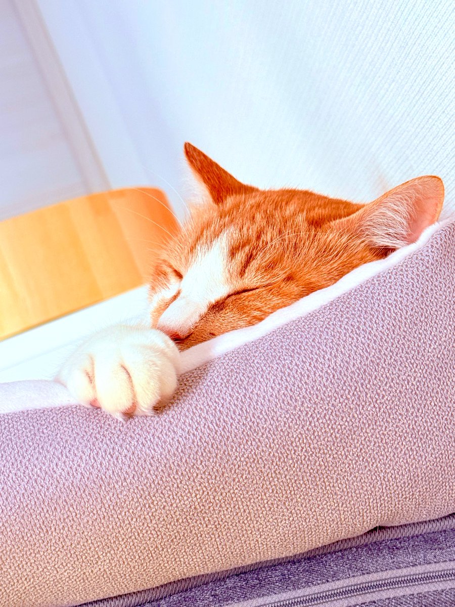 dpism08maya's tweet photo. スヤァ

#世界猫の日 #猫 #元保護猫 #猫がいる生活 #尊の幸せがママの幸せだよ https://t.co/N31qmxd6LF