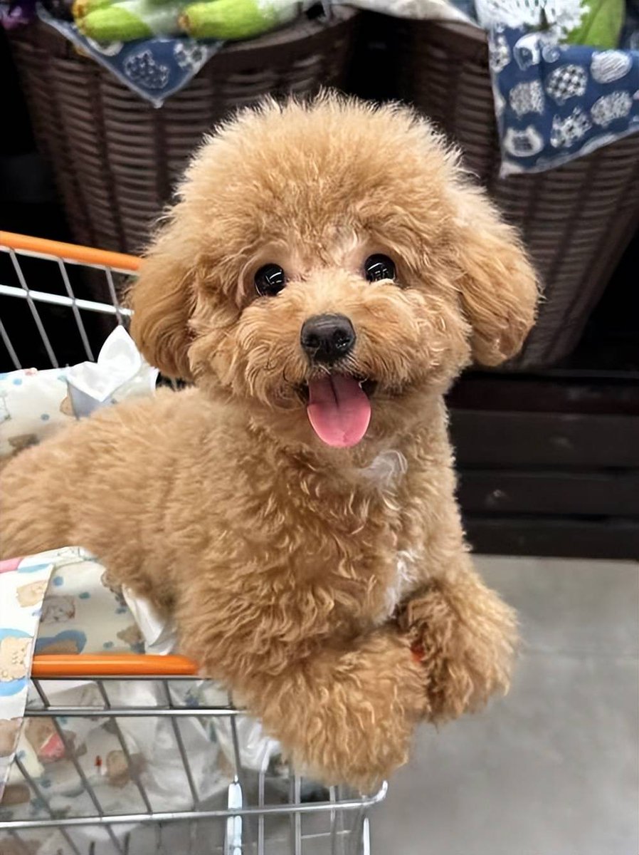 m3lisssa's tweet photo. My rescue pup spends every sunny afternoon napping on my balcony. This little ball of fur turns boring work breaks into the coziest moments ever ， https://t.co/np5PxMIwD1