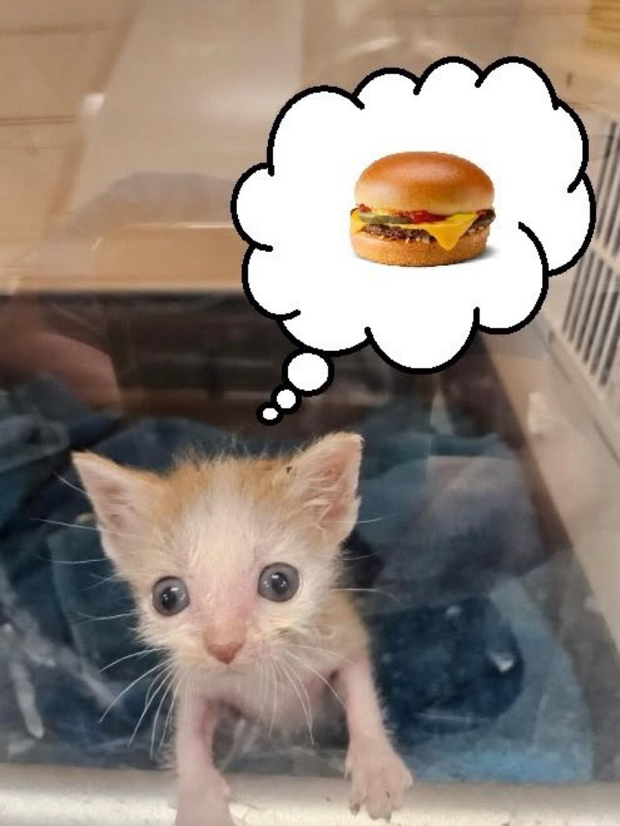catsworldaura's tweet photo. https://t.co/Ais7Q45Zou