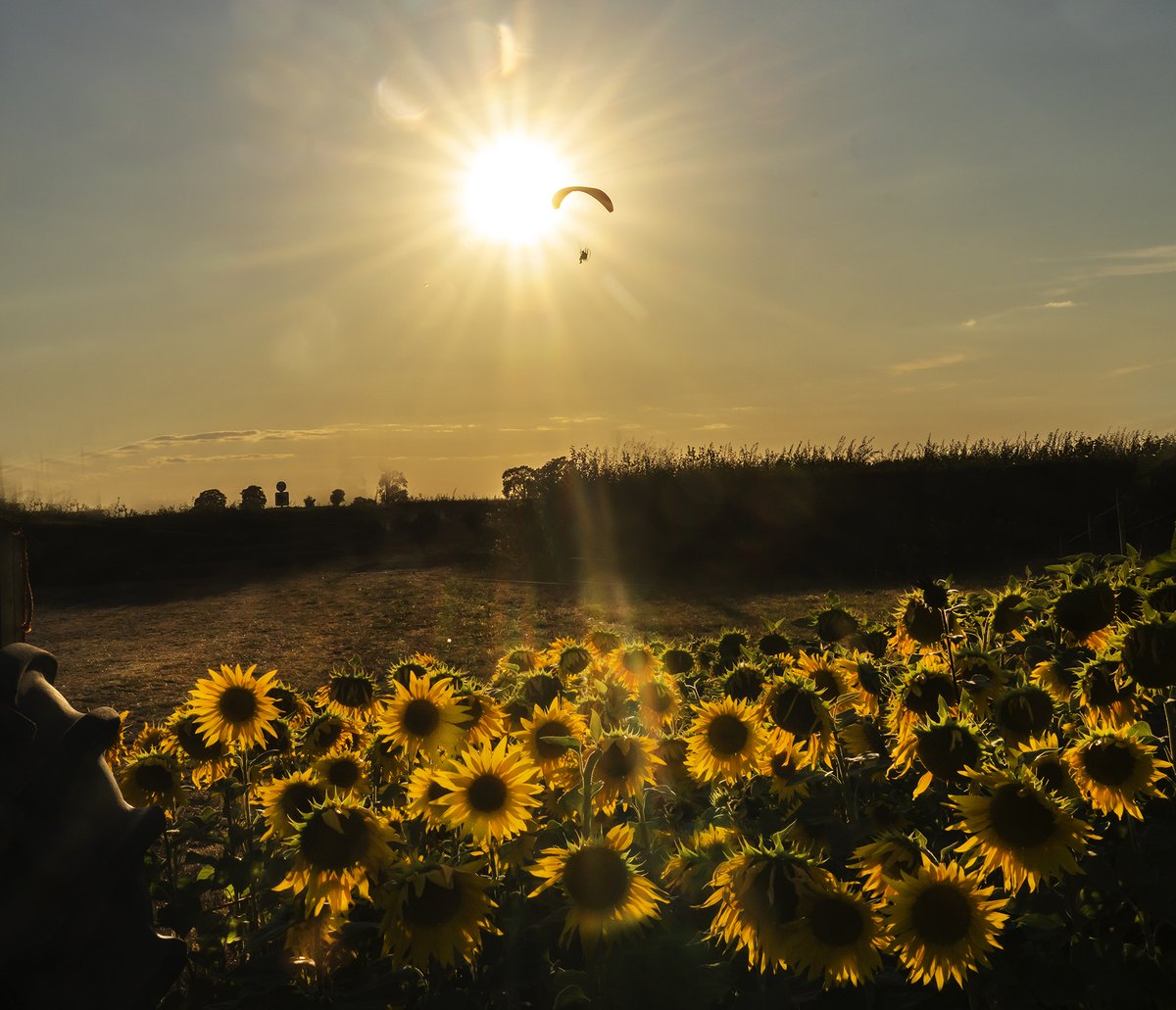 mikespencerpics's tweet photo. Fantastic evening photographing the Sunflowers at Norton Juxta Blooms near Twycross.
Blessed with a perfect sunset.
Even had Paramotors fly past!!
@visit_leicester
#sunfowers
#leicestershire
@BBCLeicester https://t.co/NumO6aZVcN