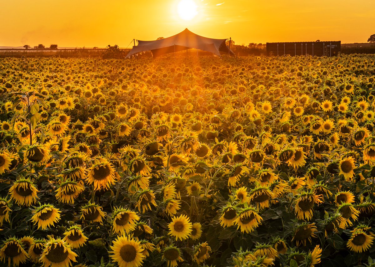 mikespencerpics's tweet photo. Fantastic evening photographing the Sunflowers at Norton Juxta Blooms near Twycross.
Blessed with a perfect sunset.
Even had Paramotors fly past!!
@visit_leicester
#sunfowers
#leicestershire
@BBCLeicester https://t.co/NumO6aZVcN
