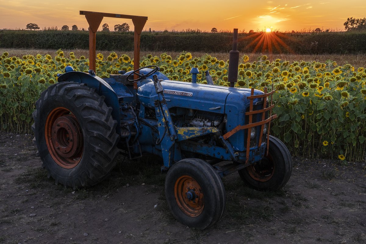 mikespencerpics's tweet photo. Fantastic evening photographing the Sunflowers at Norton Juxta Blooms near Twycross.
Blessed with a perfect sunset.
Even had Paramotors fly past!!
@visit_leicester
#sunfowers
#leicestershire
@BBCLeicester https://t.co/NumO6aZVcN