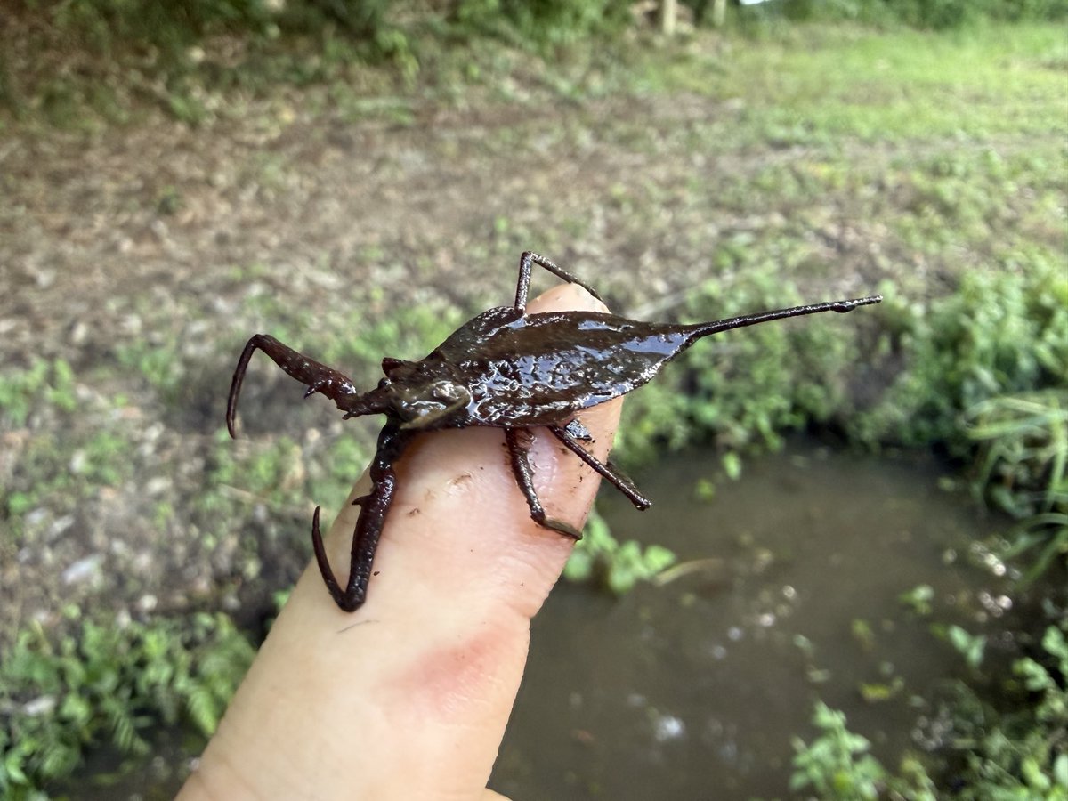 umeboshi_daimyo's tweet photo. 地域によっては絶滅危惧種タイコウチ、10匹ぐらいいた。貴重で奇虫💎
同じ水の中に大量にいたヌマエビ食べてた。去年もいたので、ここなら無事繁殖できているということですね😼👉 https://t.co/mQ7VC5ZfVQ