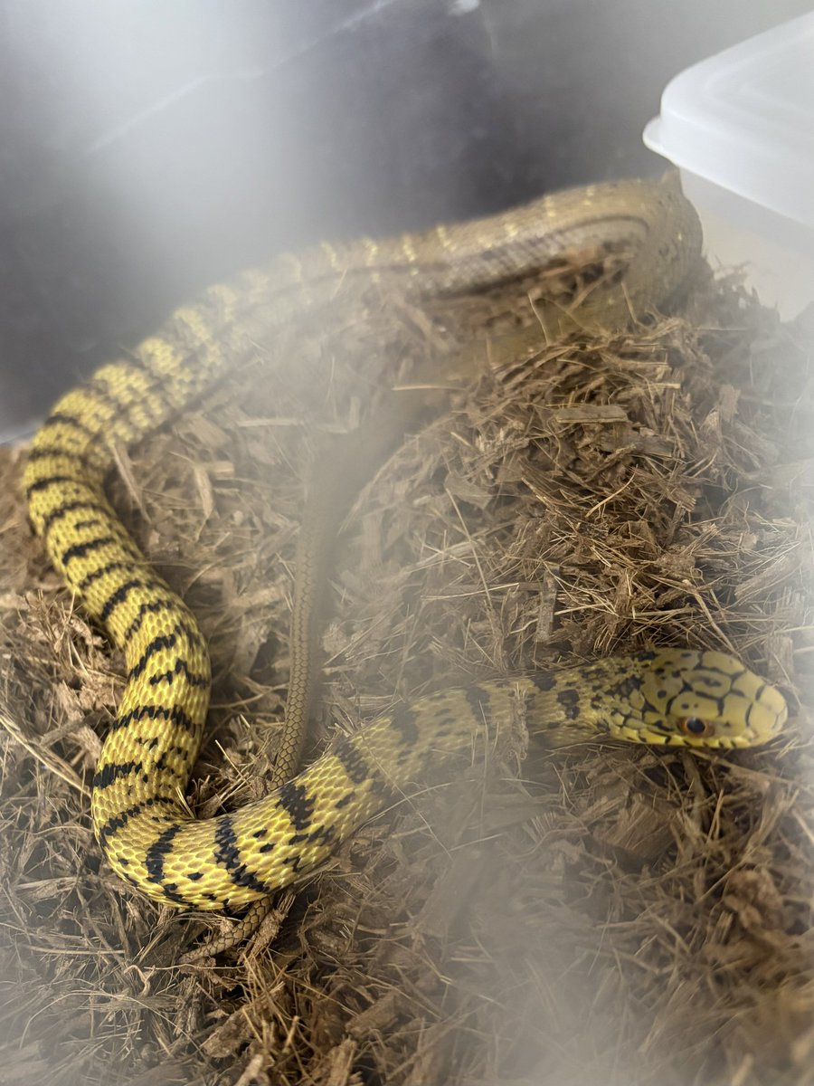 kyone1008's tweet photo. ユンナンシュウダ
生き餌をガンガン食べて逞しく成長中！
体の色抜けがかなり進んで来ました！

広西省シュウダ
先月に唾液の過剰分泌を確認
投薬して症状は治ったものの現在プチ拒食中
明日、切り餌と置き餌を試す予定

#爬虫類　#ヘビ https://t.co/4Cv7bFul4M
