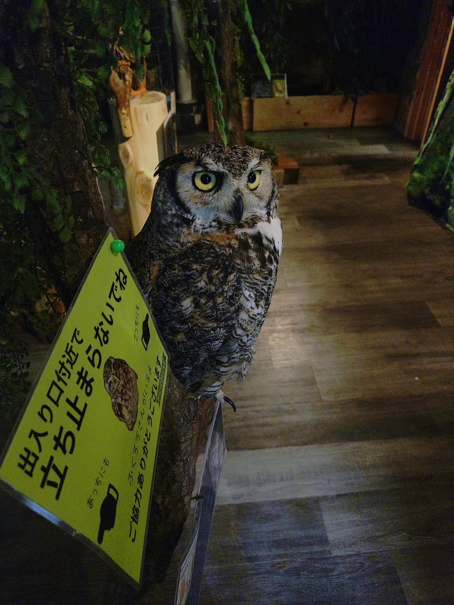 Toshi13574698's tweet photo. 三島スカイウォーク、來宮神社。伊豆、熱海最高すぎる。 https://t.co/XhlCrChJiL