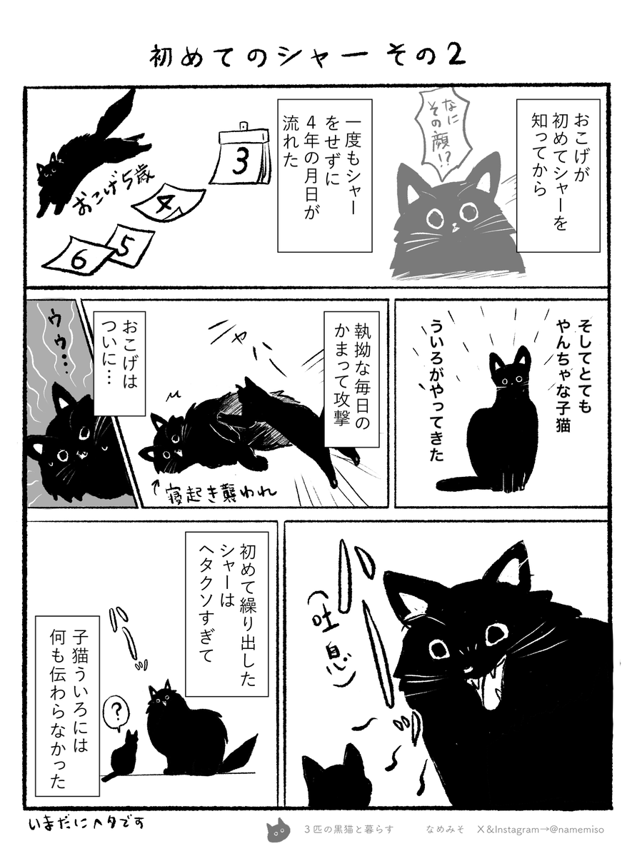 namemiso's tweet photo. 初めてのシャー その２

おこげはシャーを知っても使い所がなく4年の月日が流れ…
#3匹の黒猫と暮らす https://t.co/1ifJo6ESvP