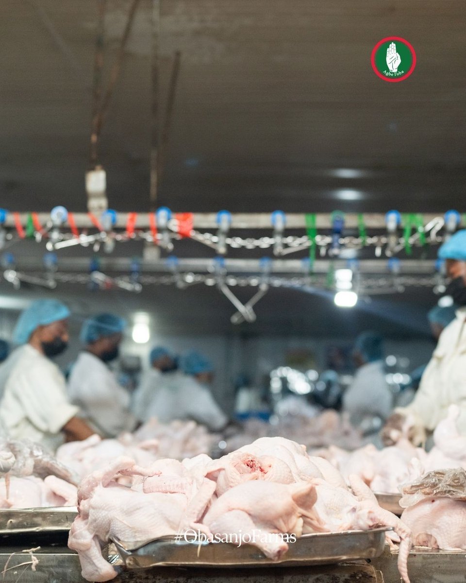 obasanjofarmsng's tweet photo. A glimpse inside the OFN chicken processing factory. ๐
Behind every product is a team focused on careful handling, efficient processing and quality.
Which part of our operations would you like to see next? Tell us below.
#ObasanjoFarms #OFN #Poultry https://t.co/pZrsJNQeGW