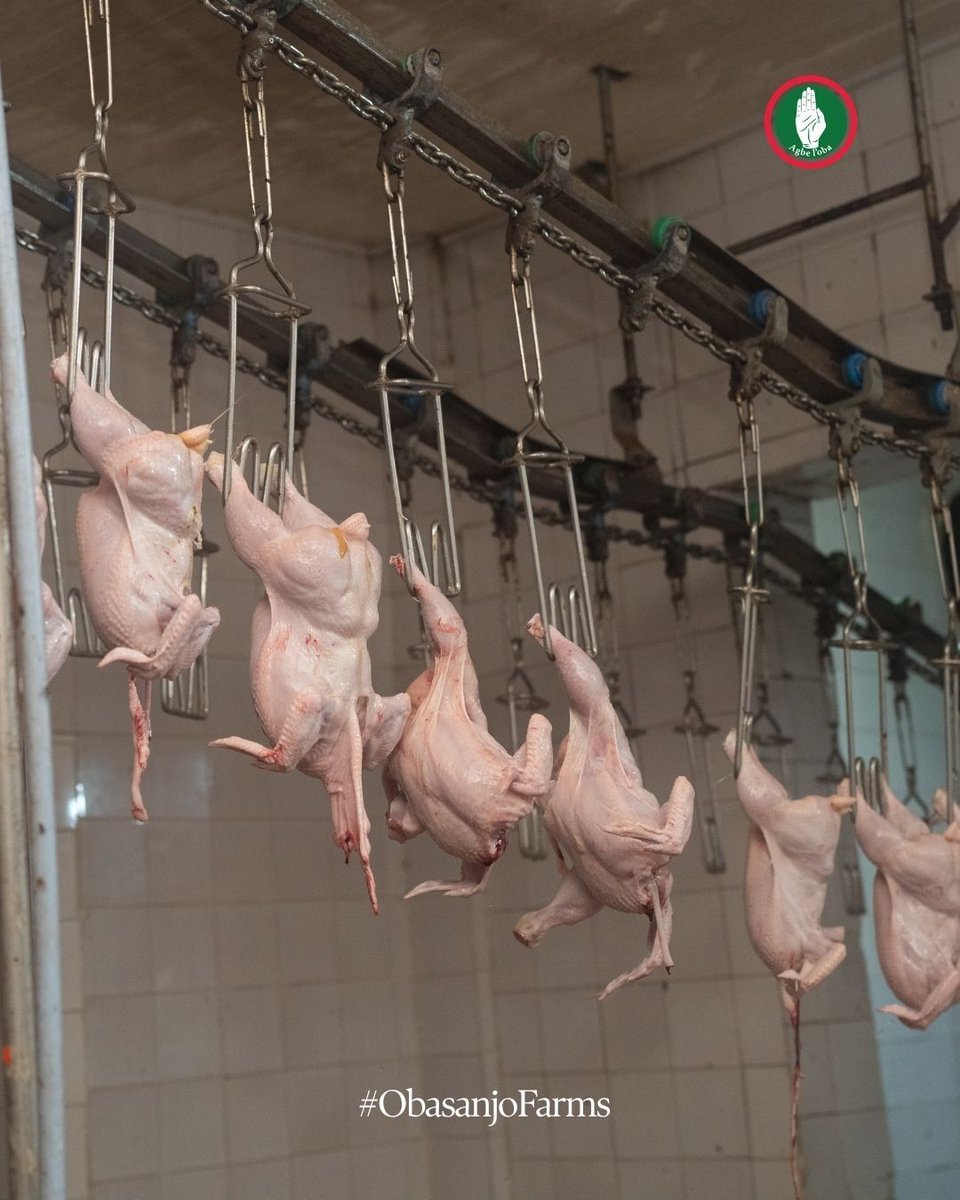 obasanjofarmsng's tweet photo. A glimpse inside the OFN chicken processing factory. ๐
Behind every product is a team focused on careful handling, efficient processing and quality.
Which part of our operations would you like to see next? Tell us below.
#ObasanjoFarms #OFN #Poultry https://t.co/pZrsJNQeGW