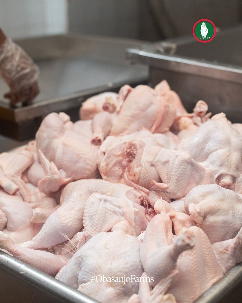 obasanjofarmsng's tweet photo. A glimpse inside the OFN chicken processing factory. ๐
Behind every product is a team focused on careful handling, efficient processing and quality.
Which part of our operations would you like to see next? Tell us below.
#ObasanjoFarms #OFN #Poultry https://t.co/pZrsJNQeGW