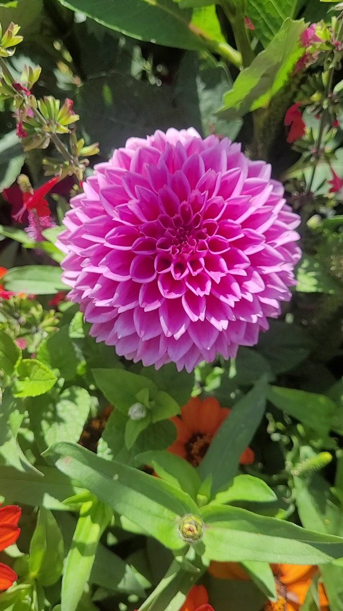 manjula2001's tweet photo. #nature #NaturePhotography #gardens #PictureOfTheDay #naturelife #flowerpictures  #FlowersOfTwitter #blooming #photooftheday #NatureBeauty #NatureScenery #beautiful #Days #FlowersOfX https://t.co/HwlyR0XjsH