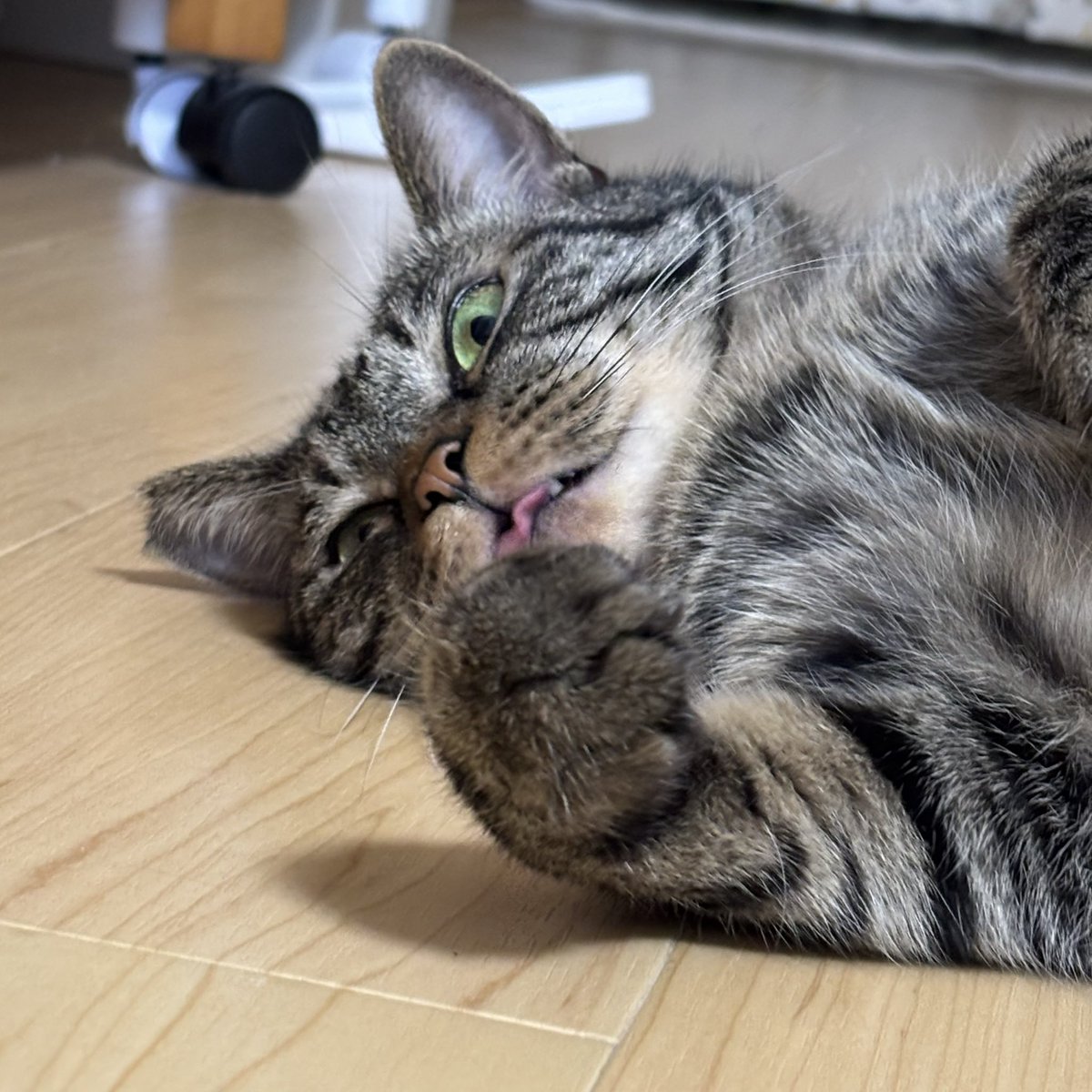 rok_nanata's tweet photo. ＃世界猫の日 https://t.co/f2mfWVNPvQ