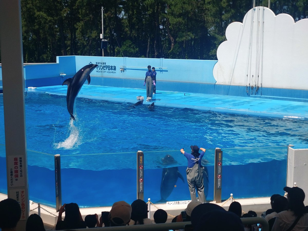 CZvuD6vaznqGReQ's tweet photo. 新潟旅行では、水族館に行ってきました😊
イルカさん🐬の見事な舞に感動しつつも、その愛らしさに心奪われてしまいました😍
#イルカ
#マリンピア日本海
#新潟 https://t.co/4MbtCkwC2M
