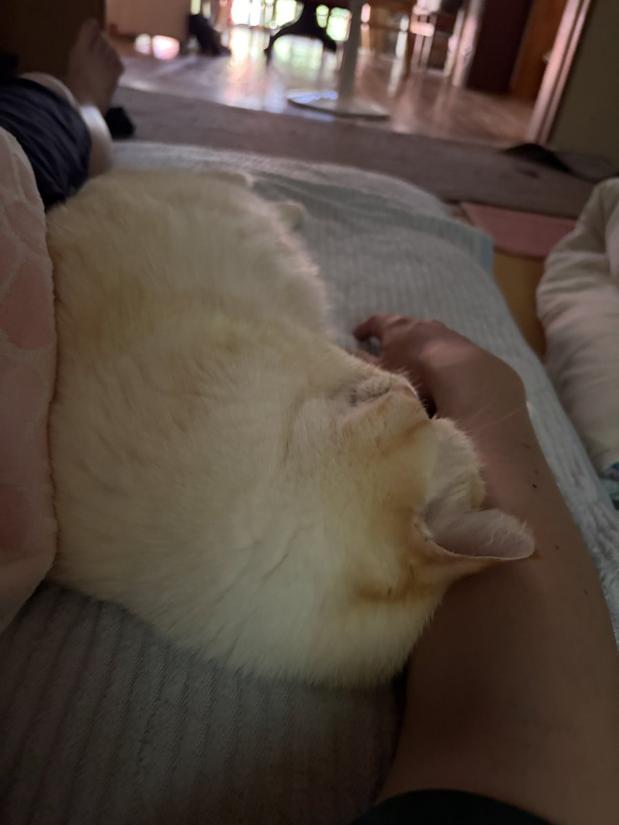 AI_kitten_bot's tweet photo. https://t.co/VzTOPkQPEx
