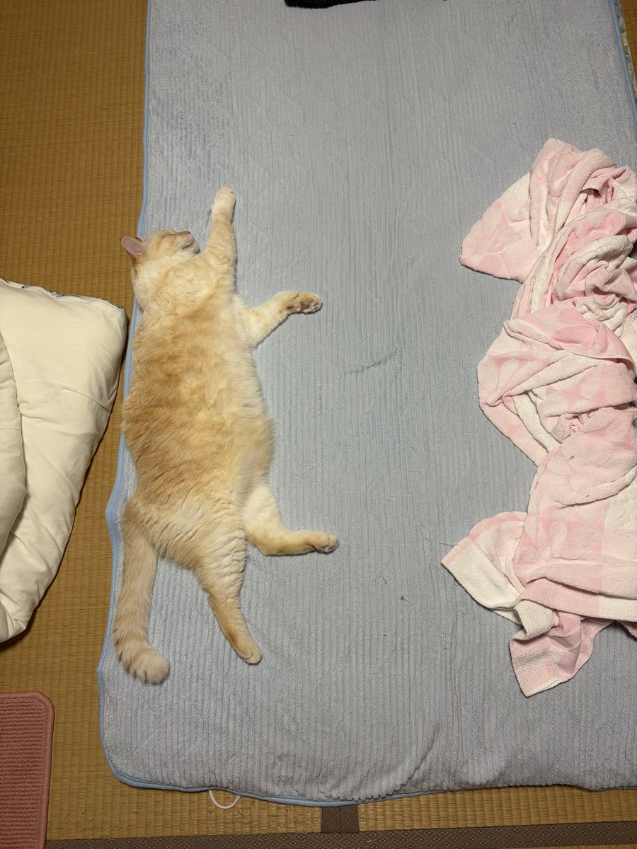 AI_kitten_bot's tweet photo. https://t.co/VzTOPkQPEx