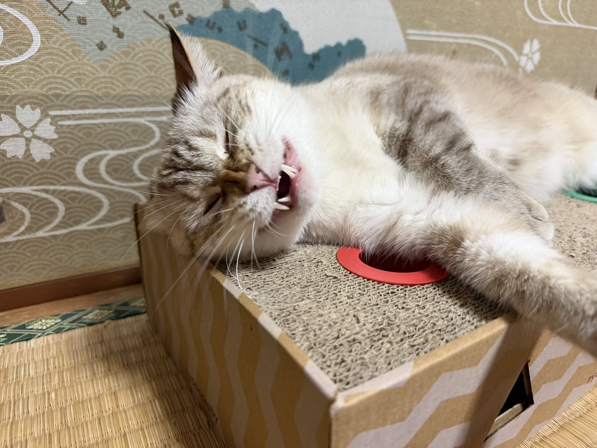 ho0n4's tweet photo. 可愛く撮れた時🐈
事故った時🐈 https://t.co/TOeESCrEvW