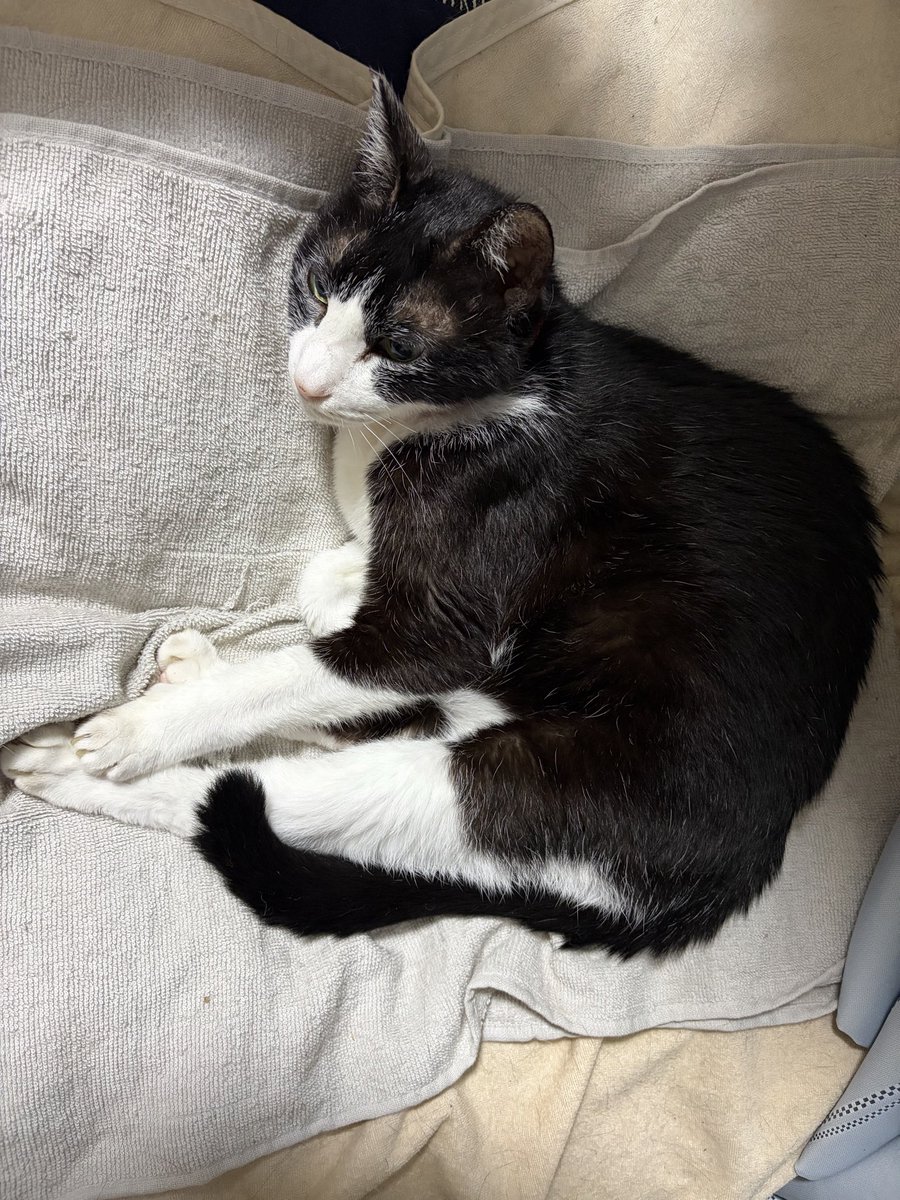 Kamuy2009's tweet photo. R8.8.8 #猫の日 https://t.co/qo2Okl0DFn