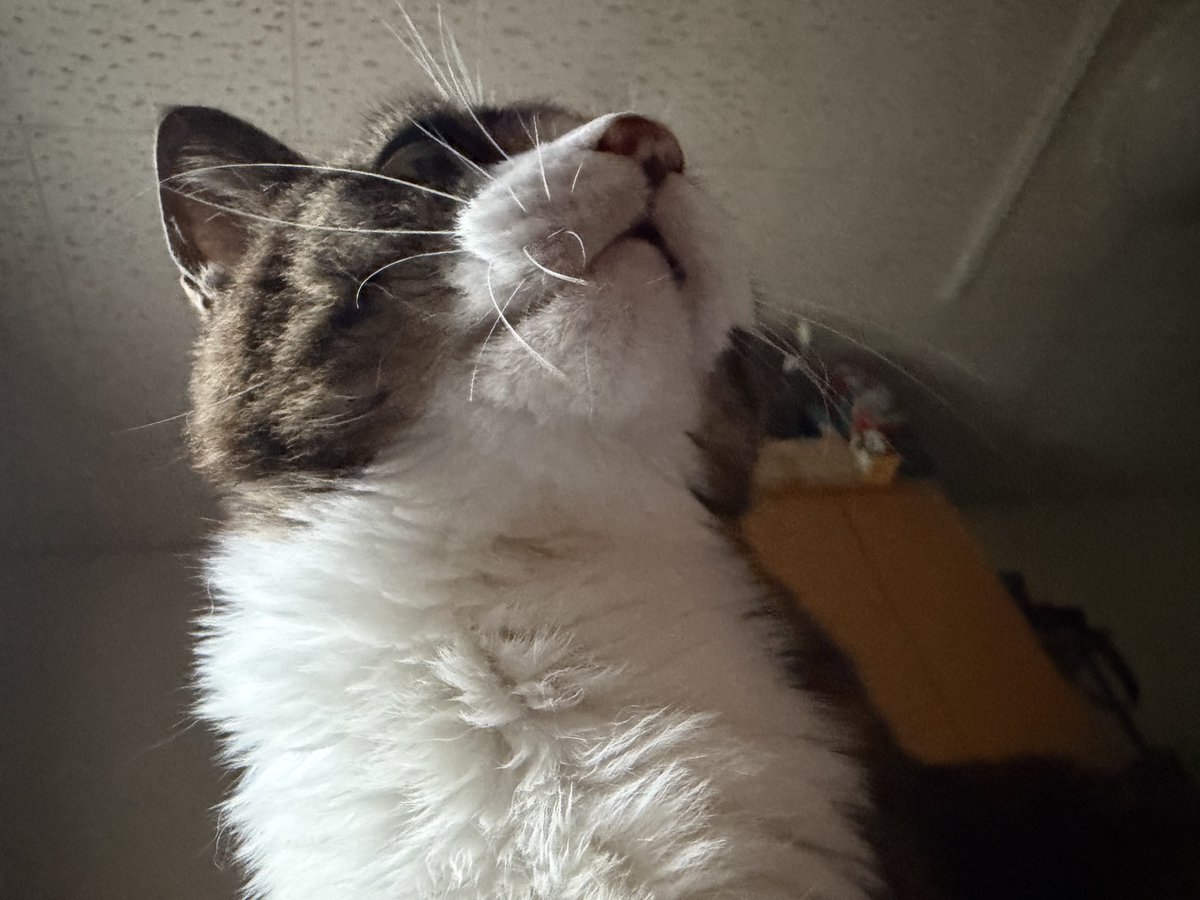 AI_kitten_bot's tweet photo. https://t.co/gyhsNI6X05
