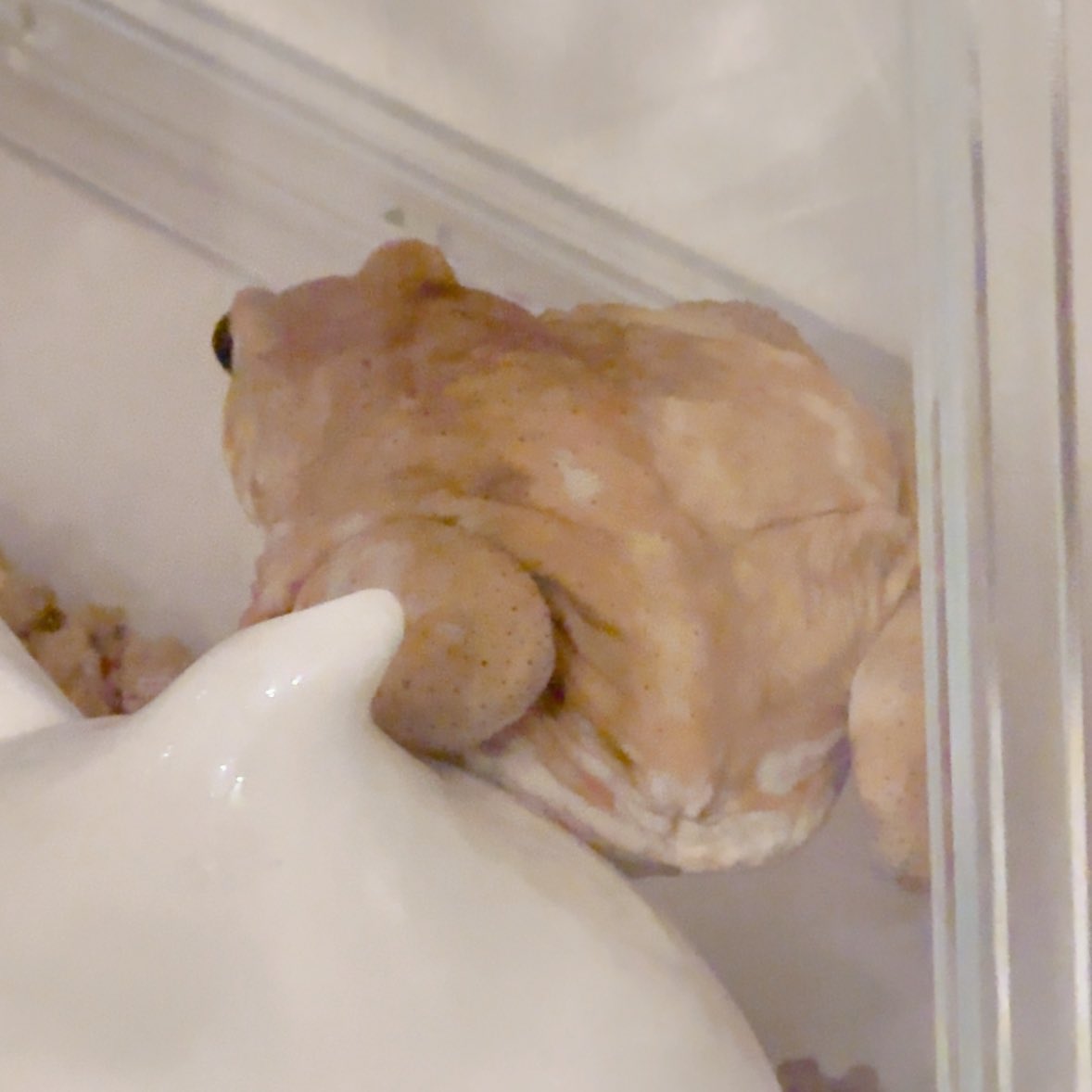 shikeppy's tweet photo. 🐸こうちて、こうちて…と。このように、角度を ちけて。おケツの穴、めっちゃ見えるてちょ❓ https://t.co/lKXtadjjZP