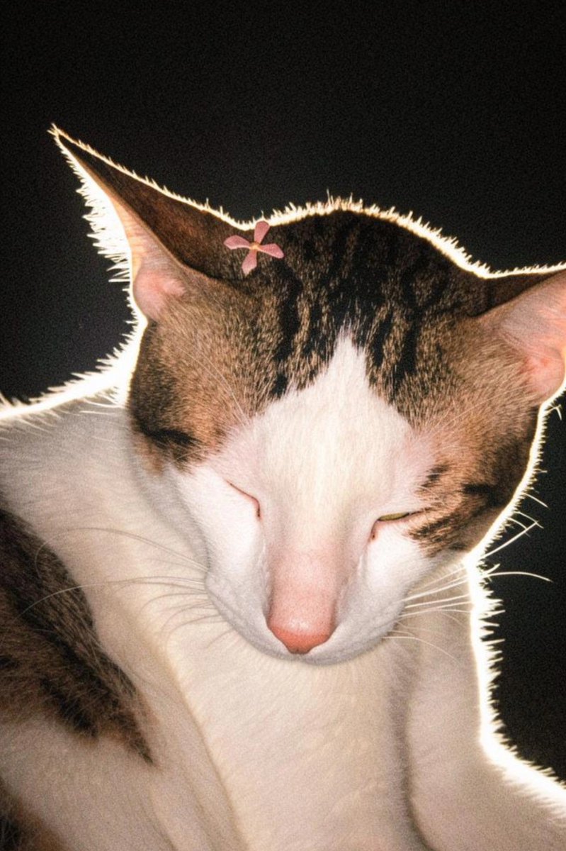 Pagal_aurat's tweet photo. Happy International Cat Day https://t.co/Yk1QjJSsXw