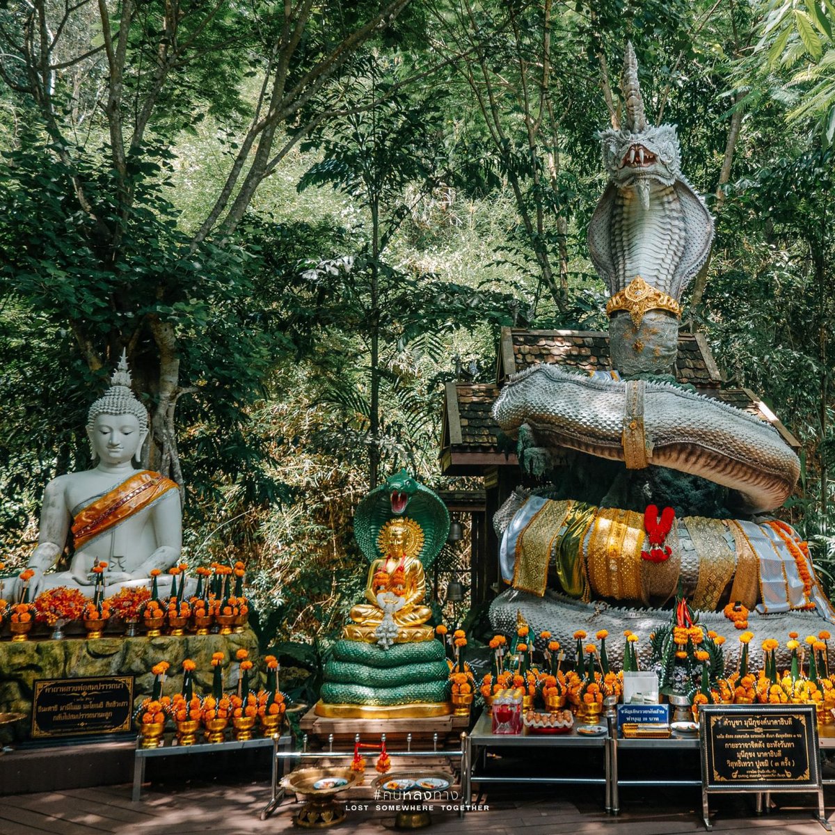 NShopx's tweet photo. 🙏 รับฝากถวาย • ฝากไหว้ • ฝากขอพร ✨ 2 สถานที่เสริมสิริมงคล จ.เชียงใหม่
📍 1. ม่อนกุเวร 📍 2. วัดอุปคุต
🗓️ วันที่ 10 ก.ค. 2569

#รับฝากไหว้ #รับฝากขอพร #ฝากถวาย #ฝากทำบุญ #ฝากไหว้ขอพร #ขอพร #สายมู #สายมูเตลู #มูเตลู #เสริมสิริมงคล https://t.co/4RBB7LKJjt