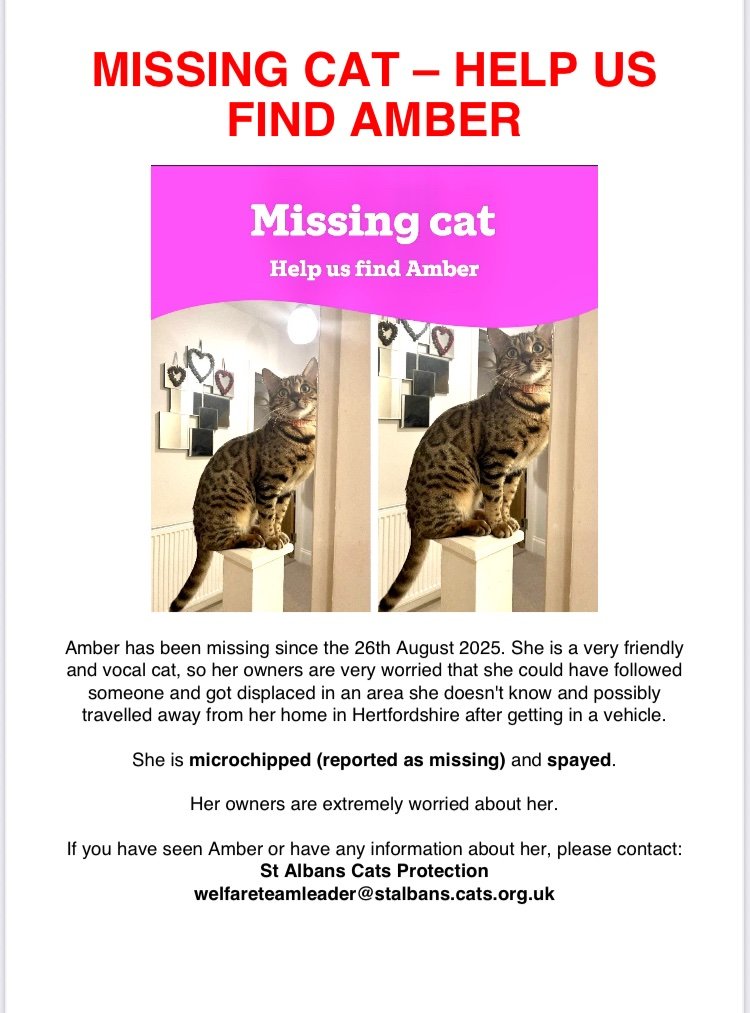 MissingPetsGB's tweet photo. AMBER STOLEN #BENGAL

#stalbans #uk #Caturday https://t.co/M0F3NM7nO0