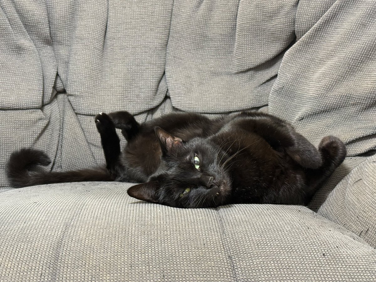 rumin2022's tweet photo. どうなってるの？

#WorldCatDay #世界猫の日 https://t.co/1UJrP5lwRJ