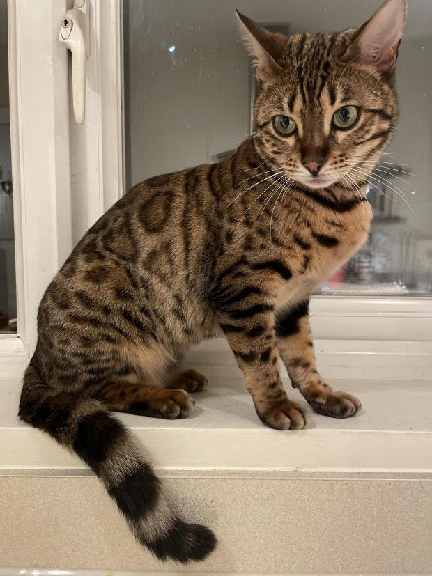 MissingPetsGB's tweet photo. AMBER STOLEN #BENGAL

#stalbans #uk #Caturday https://t.co/M0F3NM7nO0