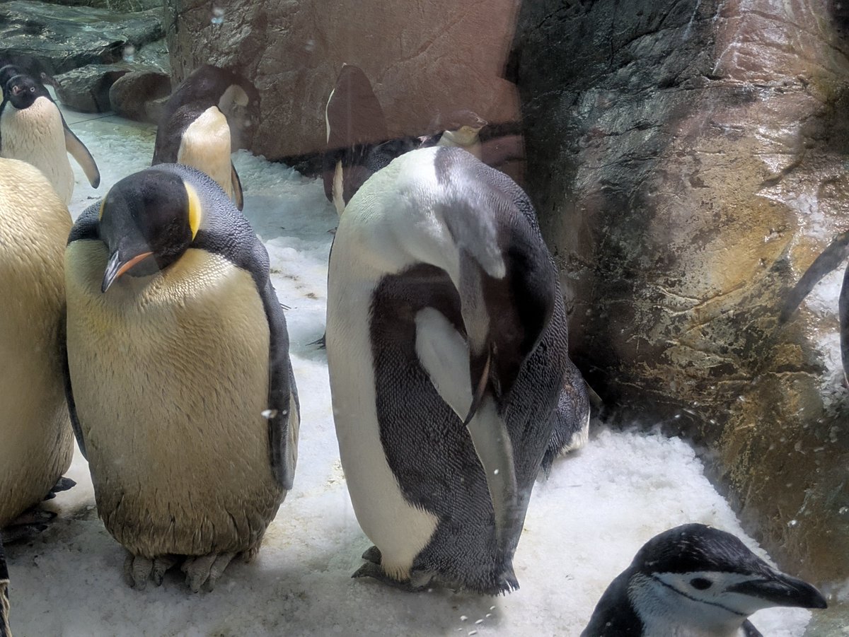 penguin4354's tweet photo. よよ(44番)ちゃん
2026.8.5
#コウテイペンギン
#アドベンチャーワールド https://t.co/s0FYKYqEP7