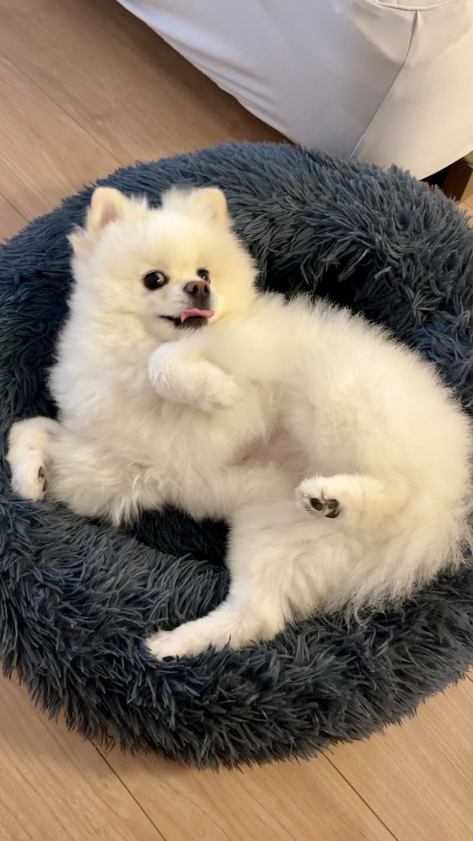 InosukeWorkout's tweet photo. シーズン2
161日目
体重4.5kgと63.8kg
立ちコロ30回 https://t.co/ZSYzLuasHV