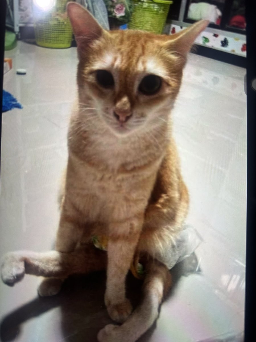 Supkdaob's tweet photo. หลายวันนี้ไม่ได้โพสตามหาน้องแมวสีส้มที่แม่ๆชาวออนไลน์อยากเจอที่สุด #แมวหายบนรถไฟ 
หายระหว่างเดินทางเลย วันนี้เข้าแท็กมาก็หวังว่าจะมีข่าวดี ระยะเวลาที่น้องหายไปเดือนกว่าแล้ว แต่ยังไม่พบน้องป่านนี้หนูจะเป็นยังไง? 
วันนี้เป็นวันแมวโลก ที่หนูควรจะได้กินเปียกอยู่ที่บ้านกับแม่อะ ข่าวเรื่องนี้เงียบมากสื่อช่องใหญ่ไม่เล่นเลย แอบนอยนะ🙃
แต่ยังไงยังมีความหวังว่าจะได้พบหนู หวังให้หนูกินอิ่ม ปลอดภัยรอวันที่จะได้เจอแม่ พี่ๆออนไลน์และทีมค้นหานะลูก 
…..ขอส่งกำลังใจให้ทีมค้นหาทุกคน รวมถึงน้องๆหมาที่ช่วยอย่างเต็มที่นะคะ ขอให้เจอน้องสีส้มเร็วๆค่ะ🙏ระมัดระวังดูแลสุขภาพกันด้วยนะคะ
#วันแมวโลก #Worldcatday