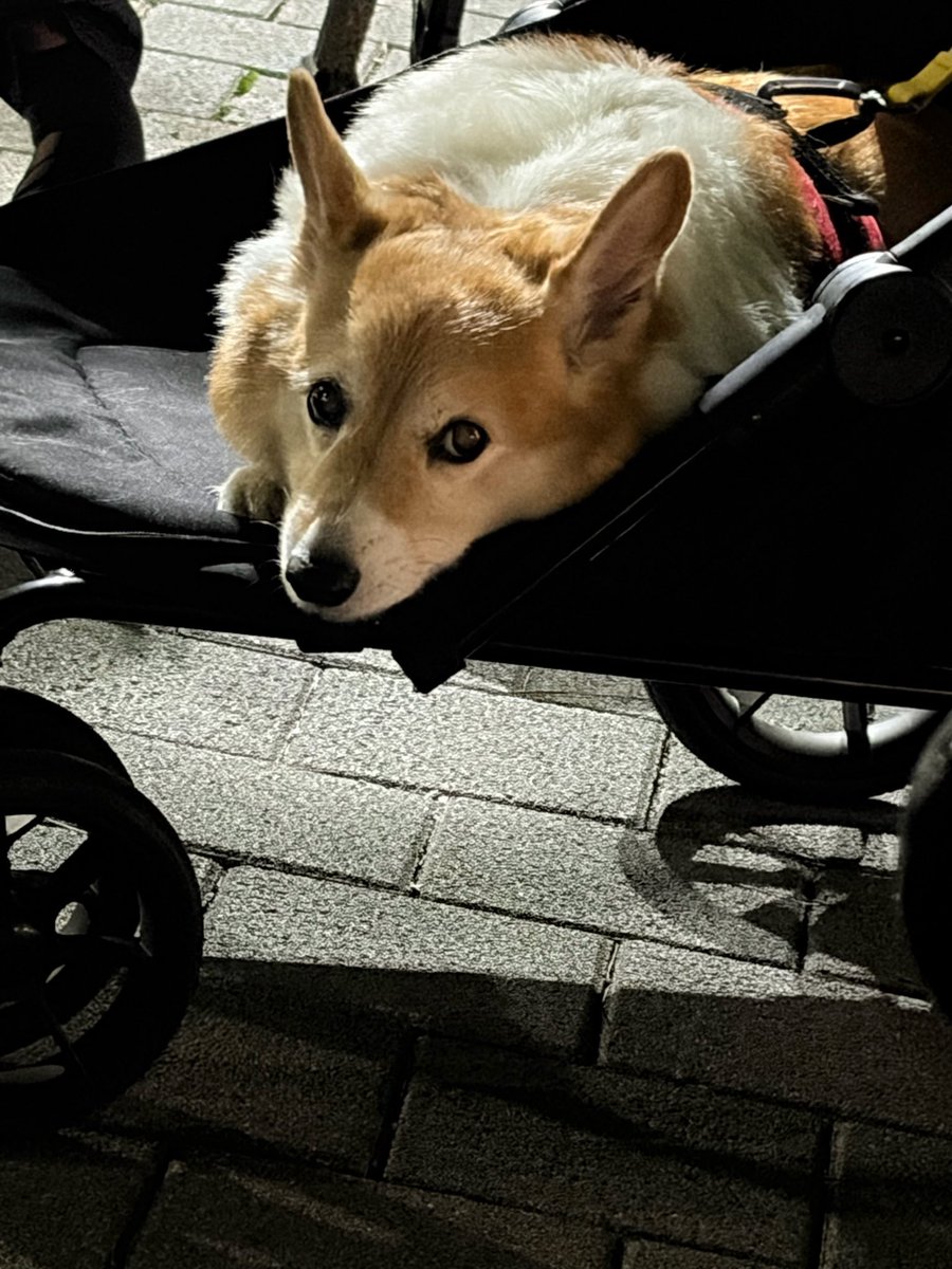 bubblebaekhyun4's tweet photo. 08.08.69 🐶🍓#บับเบิ้ลแบคฮยอน 

🐶: ผมกำลังเล่นอยู่กับหลานชายผมคิดว่า... มันจบ

🐶: เท้าผมเจ็บมาก ผมเลยมาใส่รองเท้าแตะ

🐶: 🔊

🐶: ชีอู พูดตามตรงนะ มันยากใช่ไหม?
ชีอู: ใช่ พูดตามตรง มันยาก
ฉัน แข็งแกร่ง กว่านั้นอีก ฮ่าๆ

🐶: มงรยงของเราก็เหนื่อยเหมือนกัน

#백현 #baekhyun https://t.co/0nYoRV6QeC