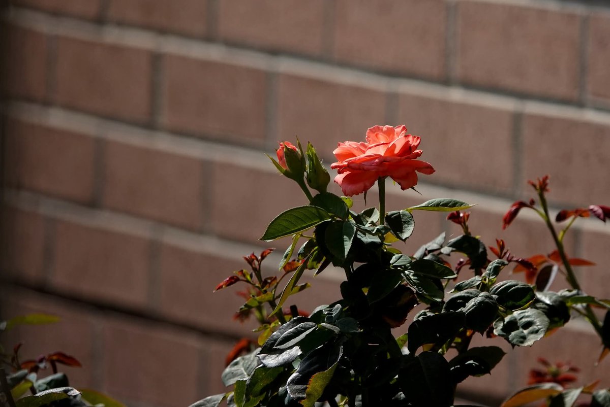 Seida65's tweet photo. #photography  #rose https://t.co/FonTj5ji2v