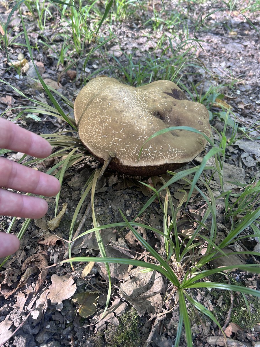 BONNIN1402's tweet photo. Champignons 🍄 hallucinogènes
Et
Hot tension en forêt d’Hot
Inouï ce nouveau polar 📕 non ?
#pk98.4 https://t.co/clNAquu9JC