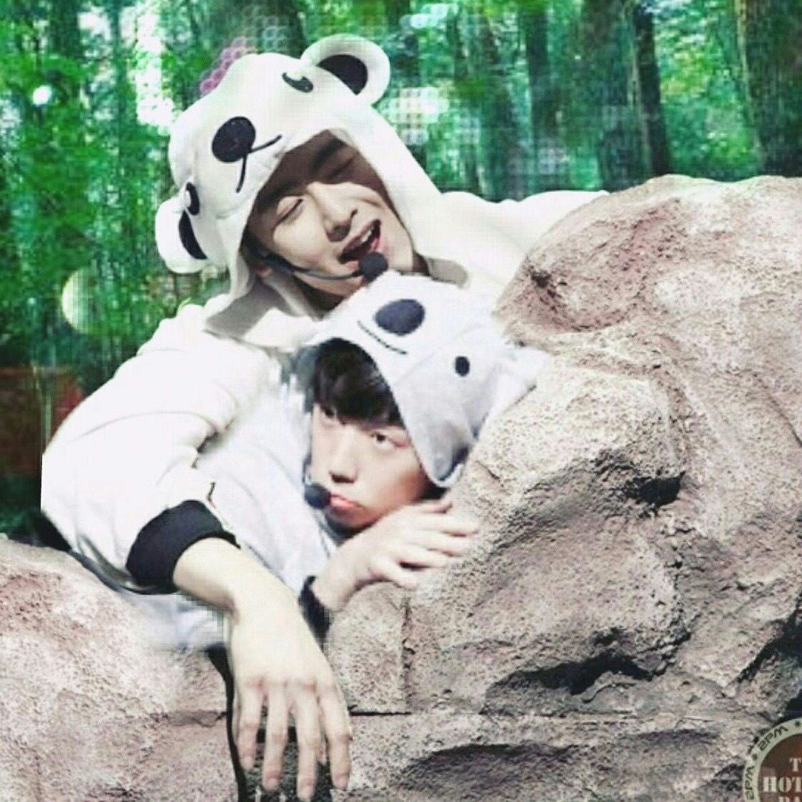 Ohudushi2's tweet photo. 엄마코알라 애기코알라 https://t.co/uSFqwPupYN