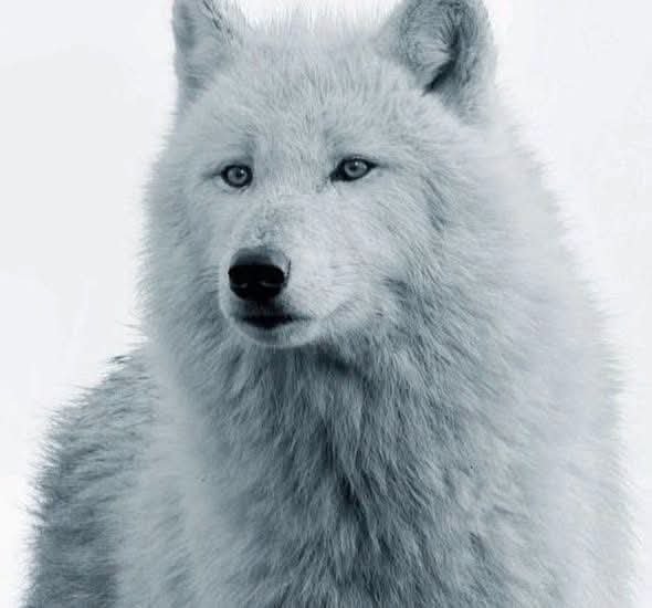 wolf_lovers__ tweet picture