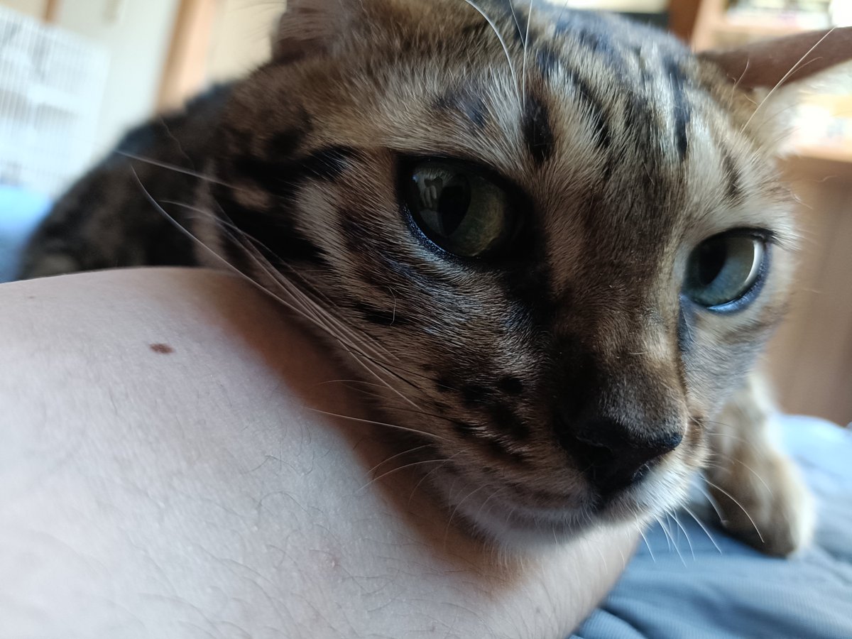 suzuringooooon's tweet photo. ぐーたら腕枕猫 https://t.co/LGgA9vnuIZ